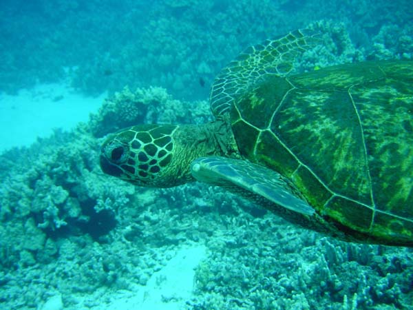site de rencontre hawaii