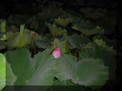 Ueno - DL lotus.jpg (28225 bytes)