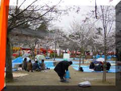 Kyoto - Maruyama pluie hanami.jpg (79217 bytes)
