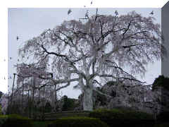 Kyoto - Maruyama.jpg (72831 bytes)