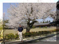 Nara - Todai-ji sakura 3J.jpg (85126 bytes)